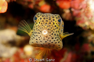 Yellow box fish by Stuart Ganz 